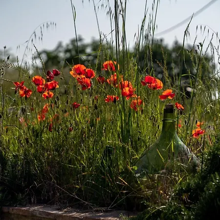 Casa Vespina Biologico Κατάλυμα σε φάρμα Ορβιέτο